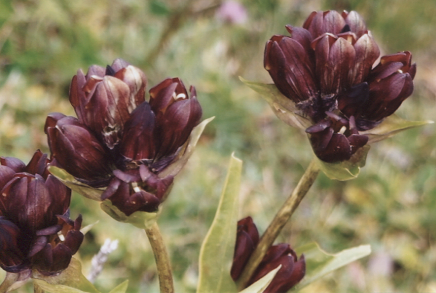 Purple Gentian